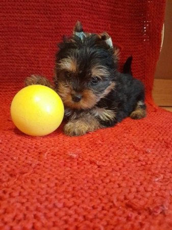 Yorkshire terrier