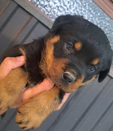 Rottweiler