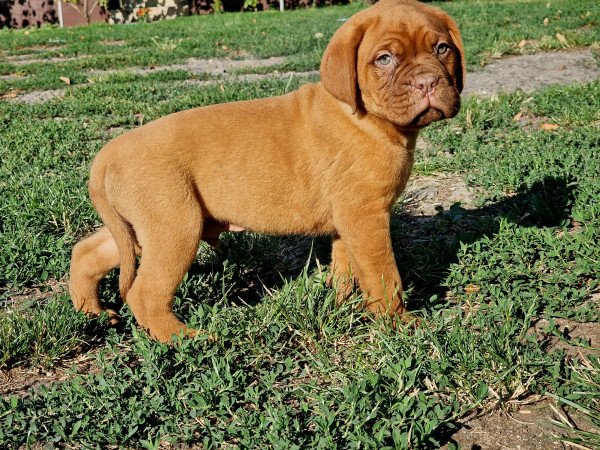 Bordeauxi dog kiskutyák