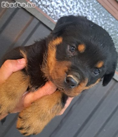 Rottweiler kiskutyák