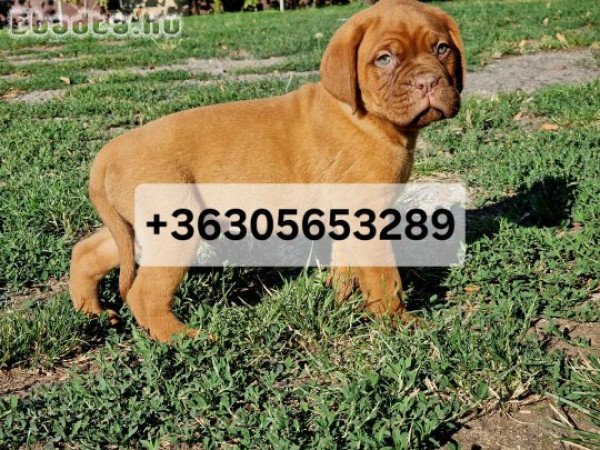 Bordeauxi dog kölykök