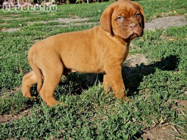 Bordeauxi dog kölykök