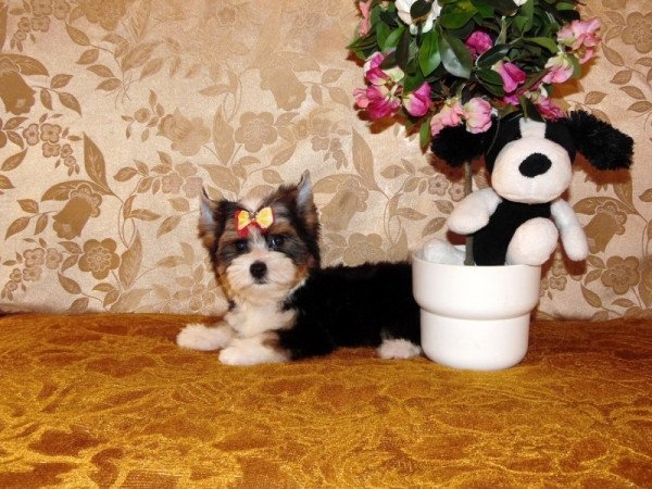 Biewer Yorkshire Terrier Yorki