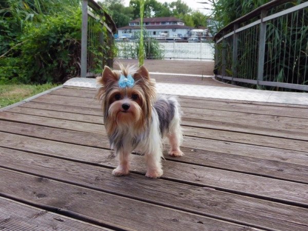 Biewer Yorkshire Terrier Yorki