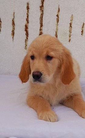 Golden retriever