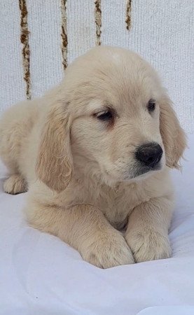 Golden retriever