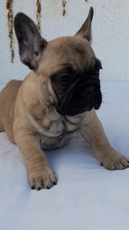 Francia bulldog