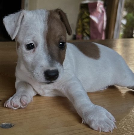 Jack russel