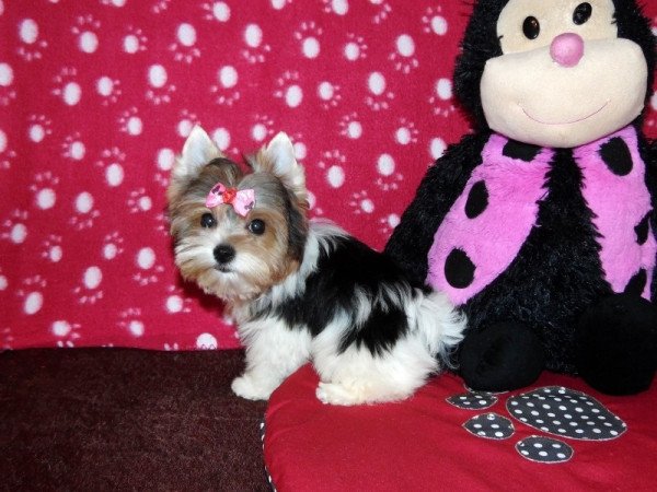 Biewer Yorkshire Terrier Yorki