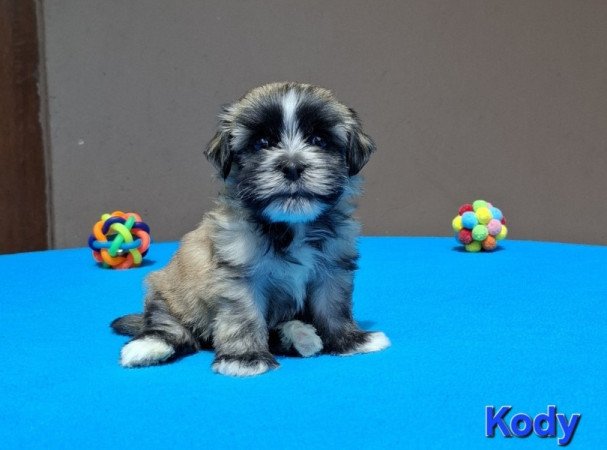 Bichon havanese