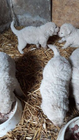 8 hetes kuvasz kölykök eladók