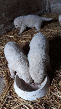 8 hetes kuvasz kölykök eladók
