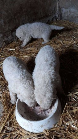 8 hetes kuvasz kölykök eladók