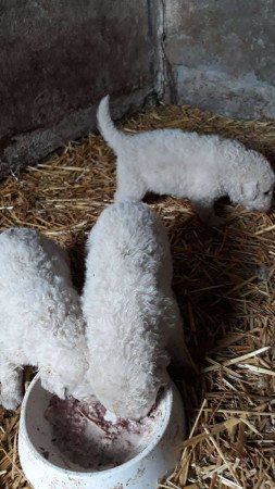 8 hetes kuvasz kölykök eladók