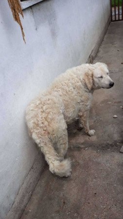 8 hetes kuvasz kölykök eladók