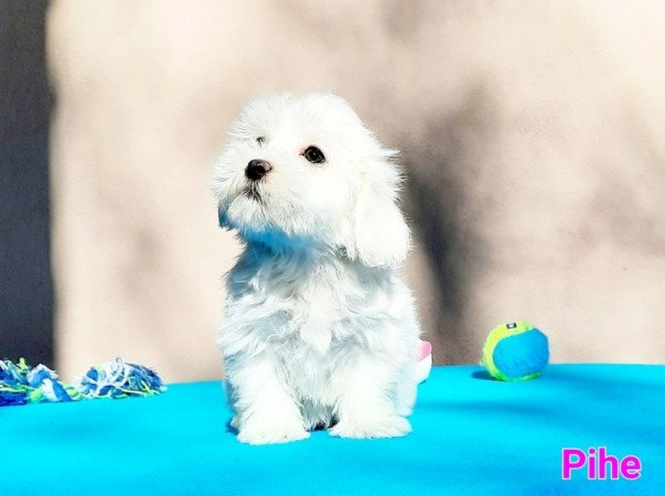 Bichon Havanese