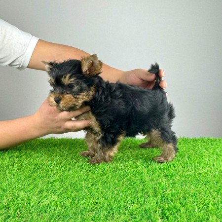 Yorkshire Terrier