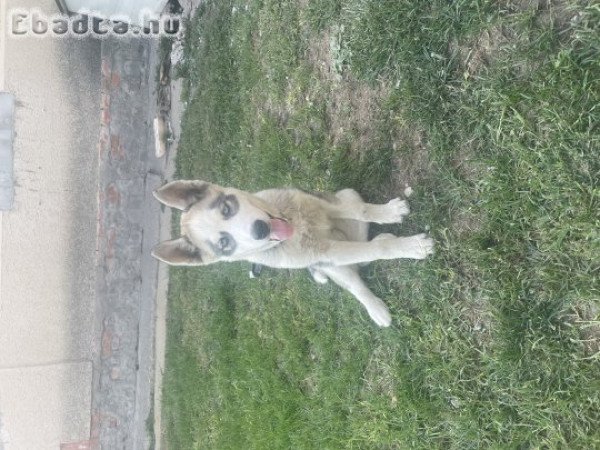 Szibériai Husky