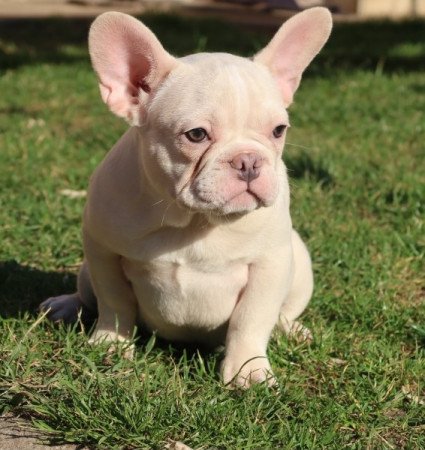 Francia bulldog