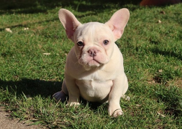 Francia bulldog