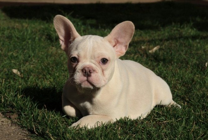 Francia bulldog