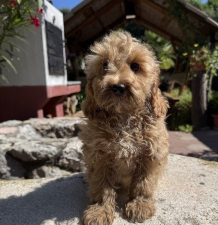 Cockapoo (uszkár&spániel)