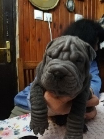 Shar pei