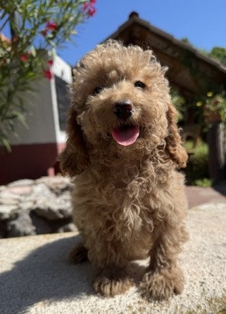 Cockapoo (uszkár&spániel)