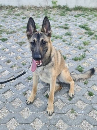 Malinois mix