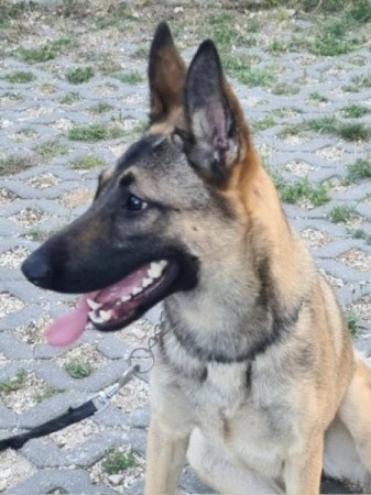 Malinois mix