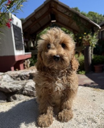 Cockapoo (uszkár&spániel)