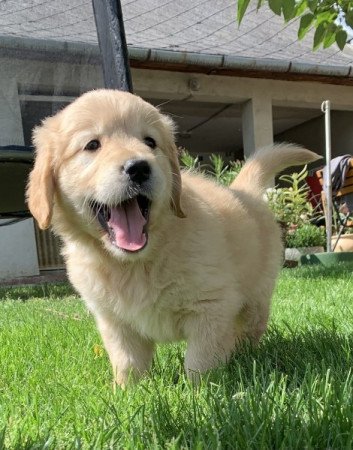 Golden retriever