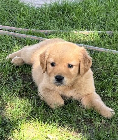 Golden retriever