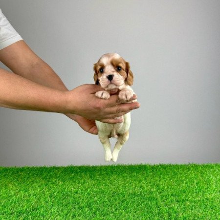 Cavalier King Charles Spániel