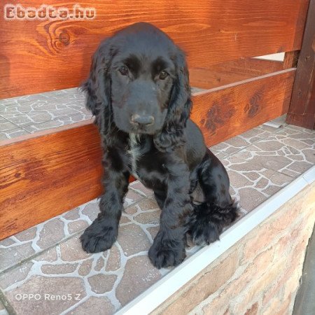 Angol Cocker spániel kölyök kutya