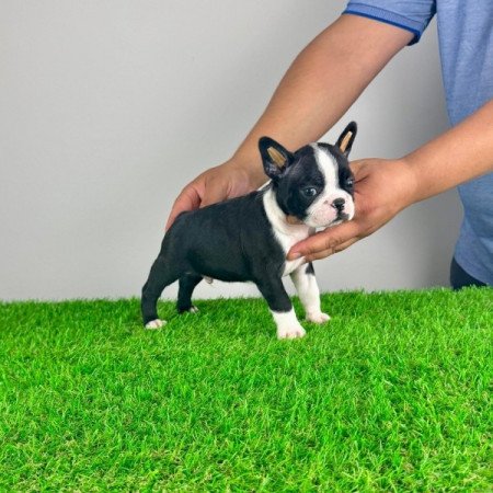 Boston Terrier