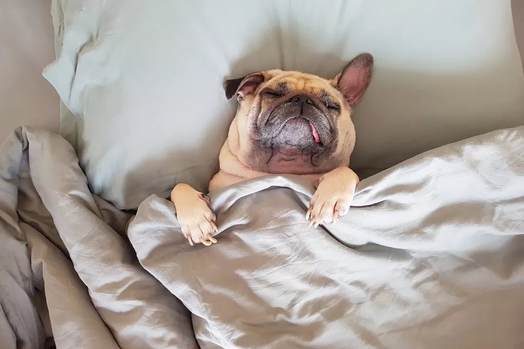 Miért alszanak a kutyák a gazdájuk párnáján?