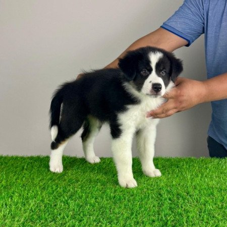 Ausztrál juhászkutya