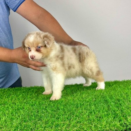 Ausztrál juhászkutya