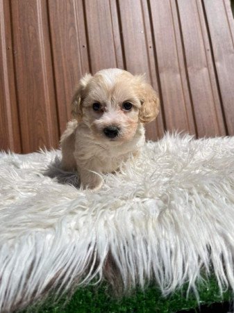 Maltipoo