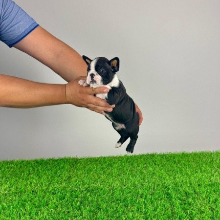 Boston Terrier