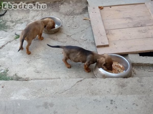 Sima szőrű tacskó fiuk eladók.