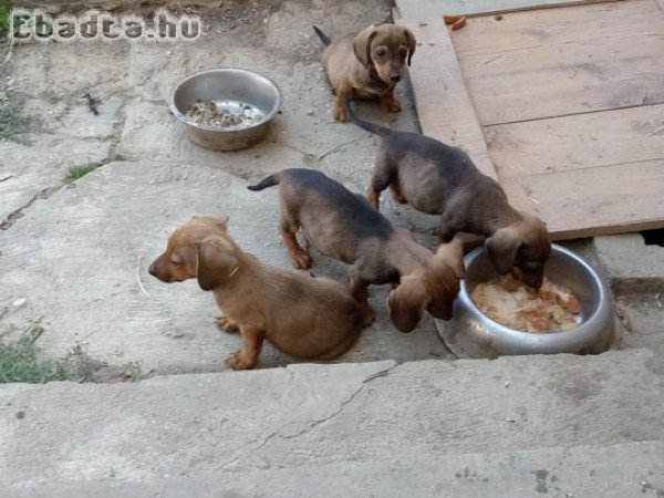 Sima szőrű tacskó fiuk eladók.