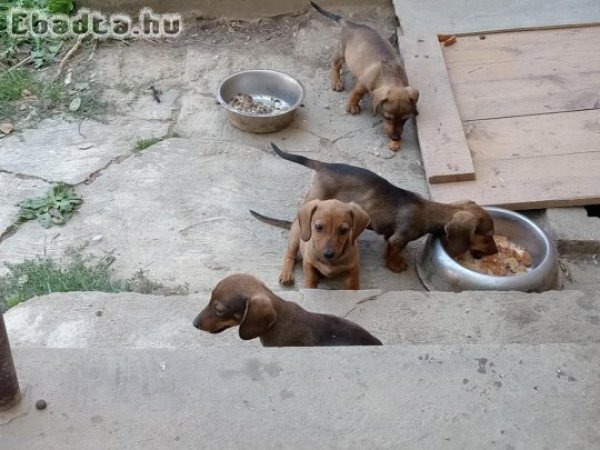 Sima szőrű tacskó fiuk eladók.
