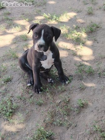 Amerikai staffordshire terrier kiskutyák