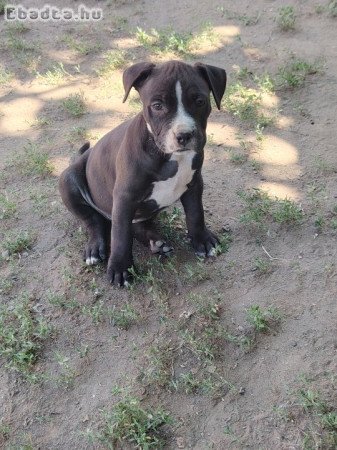 Amerikai staffordshire terrier kiskutyák