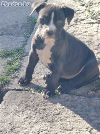 Amerikai staffordshire terrier kiskutyák