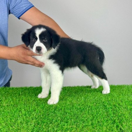 Ausztrál juhászkutya