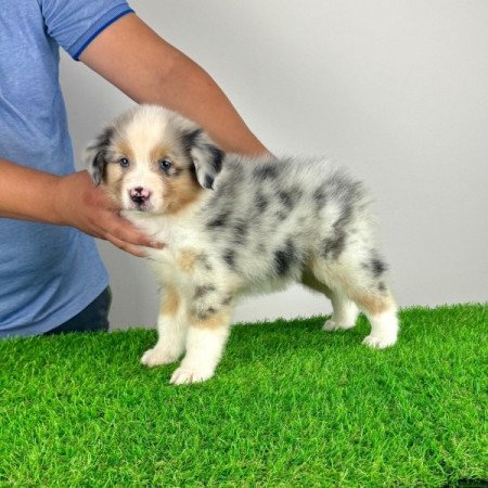 Ausztrál juhászkutya