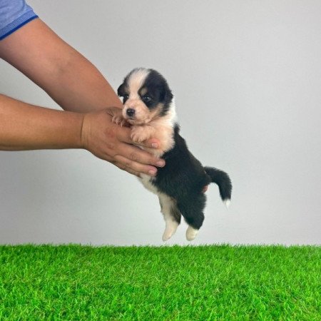 Ausztrál juhászkutya